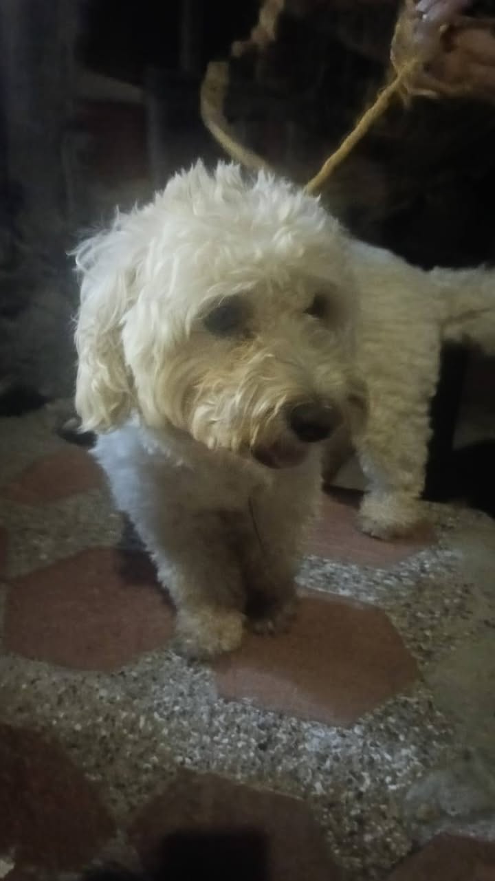 Perrito perdido en Amagá, Antioquia 