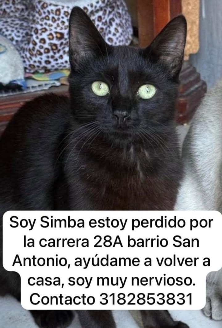 Gato negro Simba perdido en Tuluá, Valle 