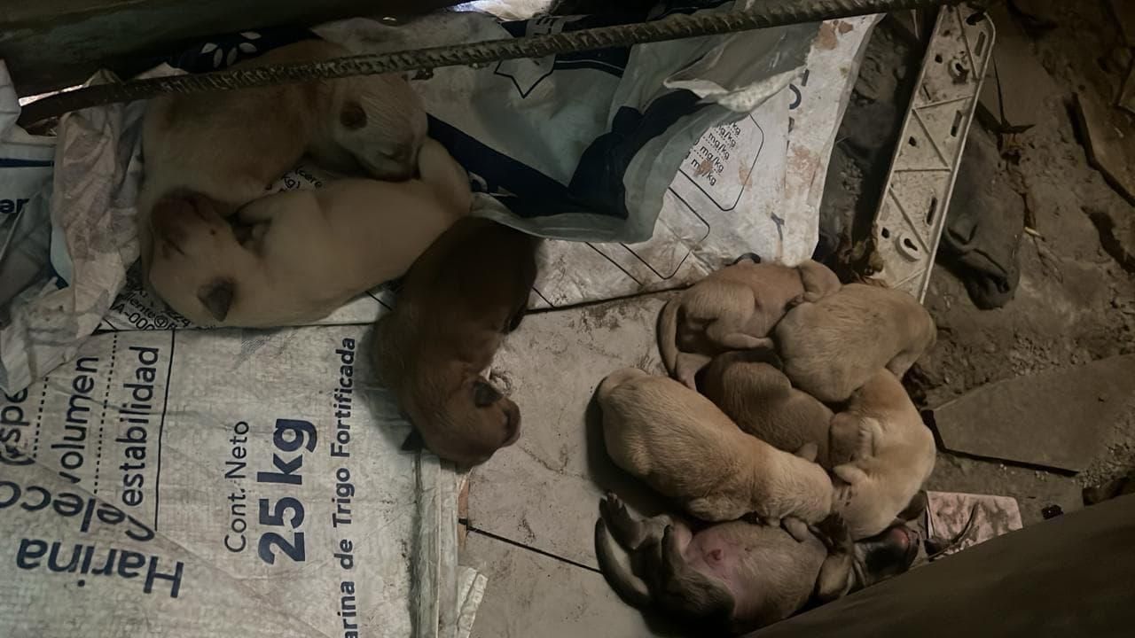 Cachorros recién nacidos en adopción urgente en Tuluá 