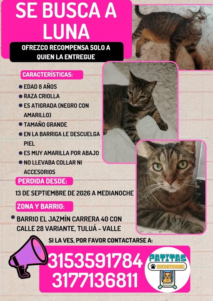 Gato Mestizo Grande Busca Hogar en Tuluá, Valle 