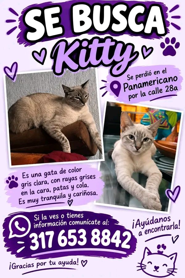 Se busca gata llamada Kitty en Tuluá 
