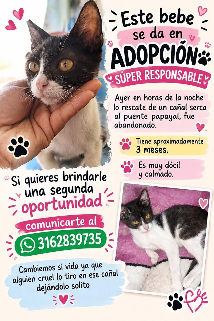 Gato en adopción en Tuluá 