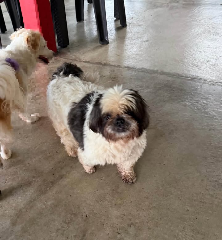 Perrito encontrado en el mirador El Aguapanelazo 