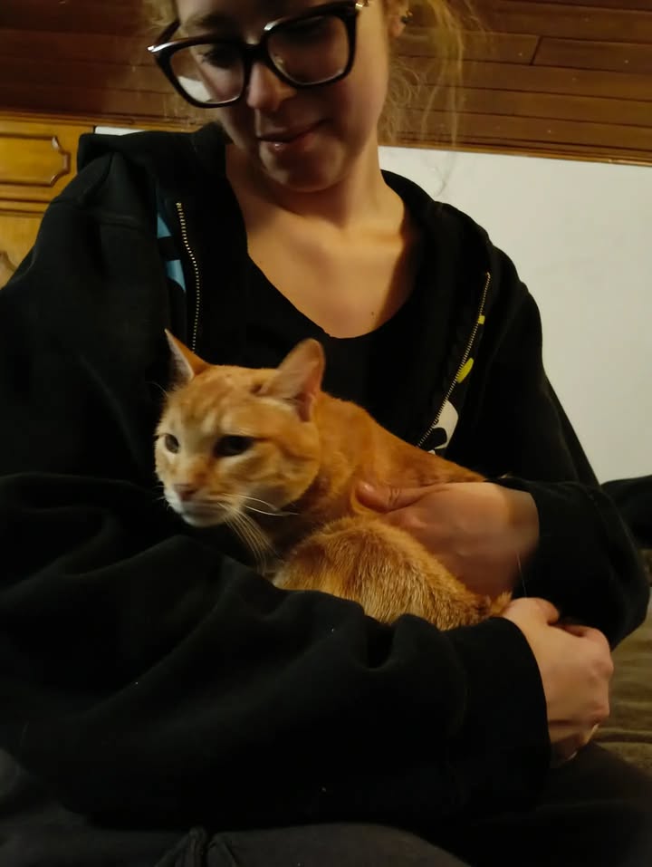 Adopción de gatita Fresita en Bogotá, Colombia 