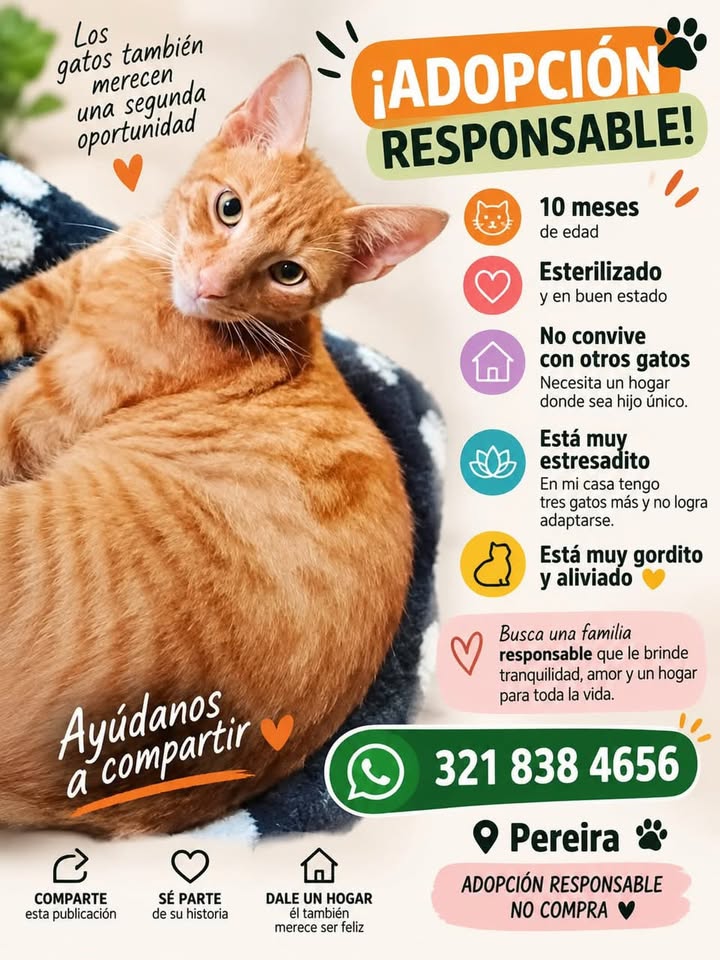 Gato anaranjado en adopción en Pereira 