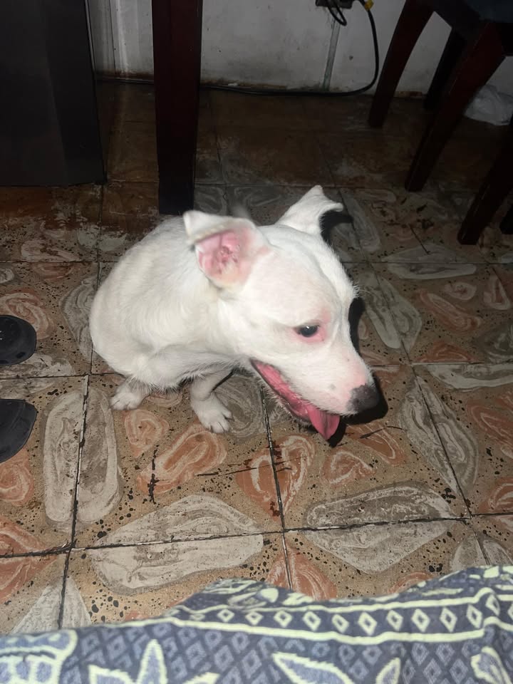 Perrito encontrado en el sector Atenas, Cuba, Pereira 