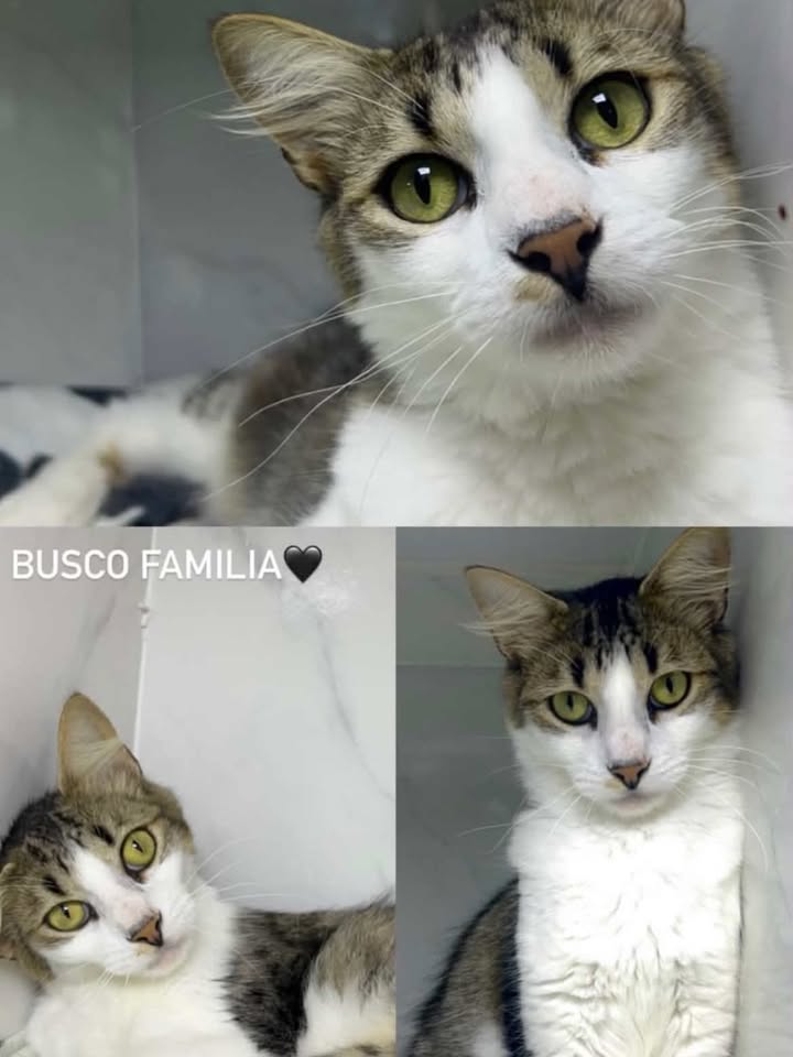 Gato de 2 años busca hogar en Pereira 