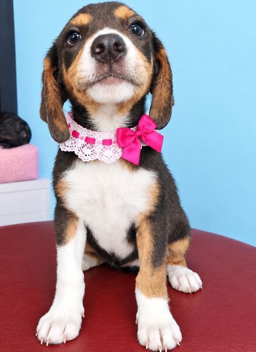 Se busca el mejor hogar para Mandarina, una perrita especial en Neira 