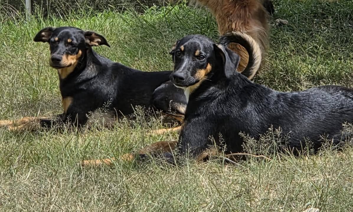 Perro negro y cafe perdido en Neira, Caldas 