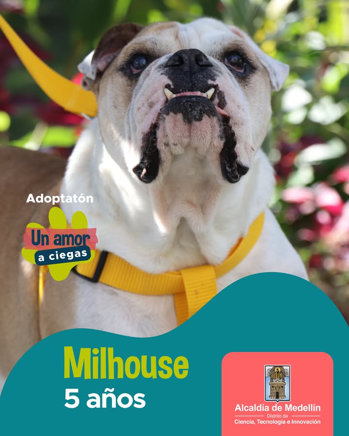 Adopta a Milhouse, un bulldog de 5 años en Medellín 