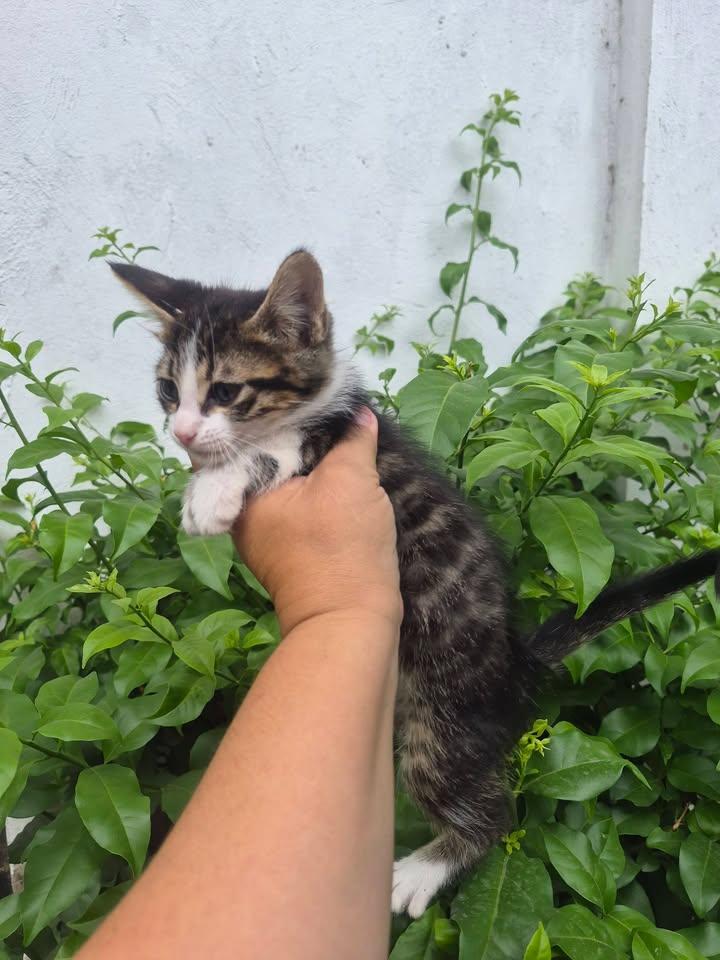 Gatito en adopción en Bogotá 