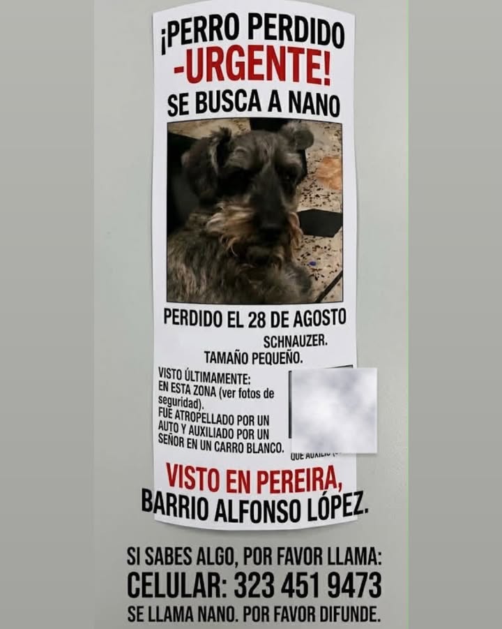 Perro perdido en Pereira, Barrio Alfonso López: Busca a Nano 