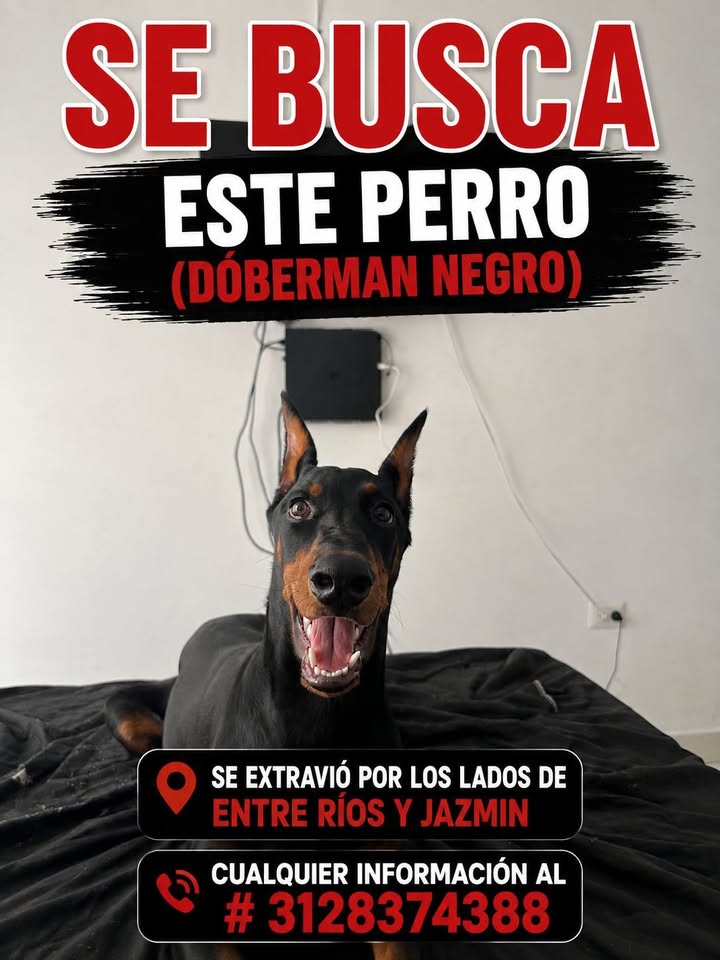Se busca perro Dóberman negro extraviado en Tuluá 