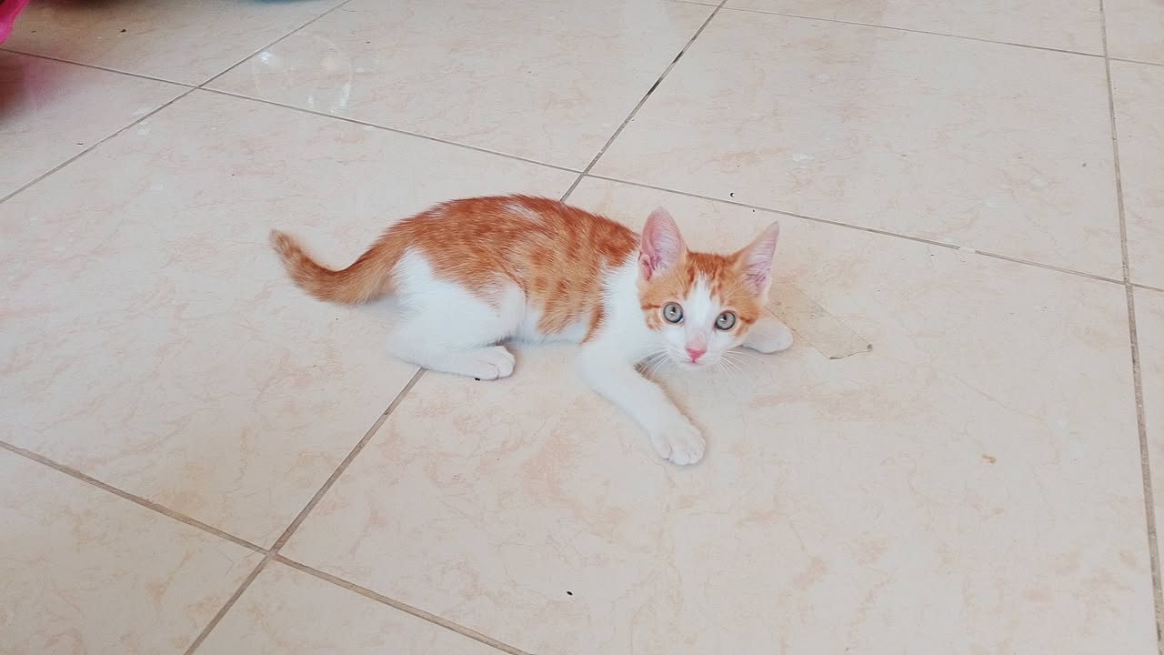 4 Gatitos tiernos en adopción en Tuluá, Valle 