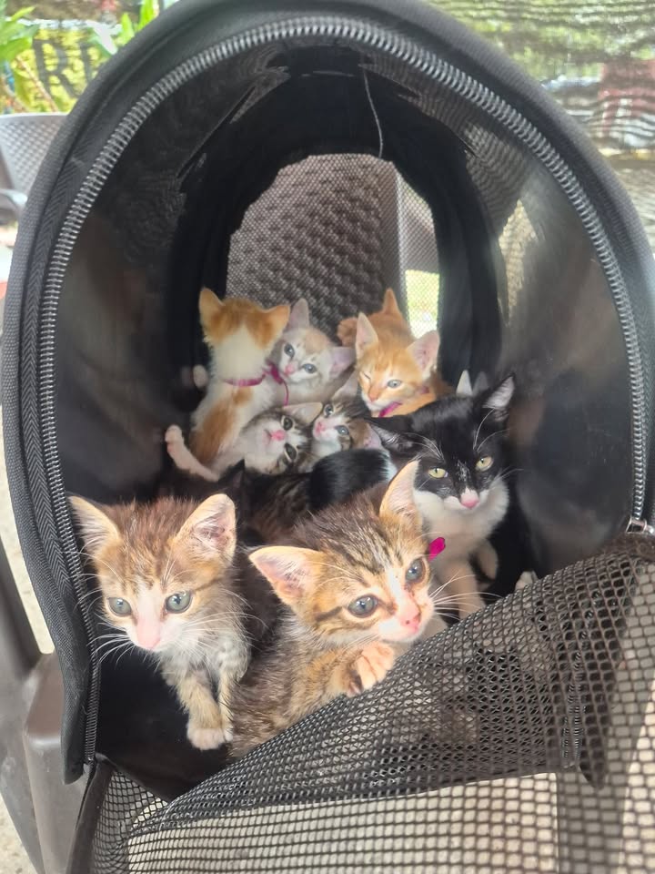 Gatitos en adopción en Bogotá 