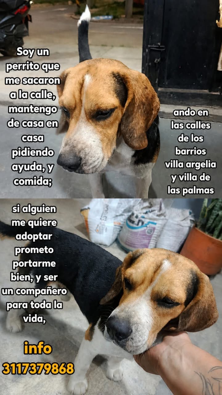 Perro Beagle perdido en Tuluá 