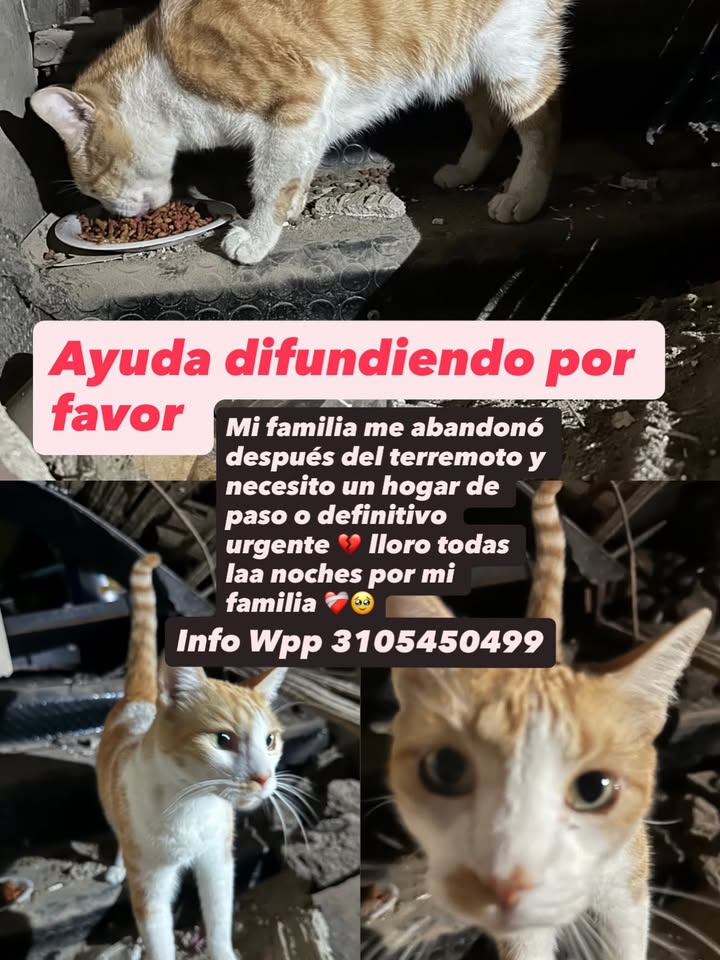 Gato en adopción en Pereira, Risaralda 
