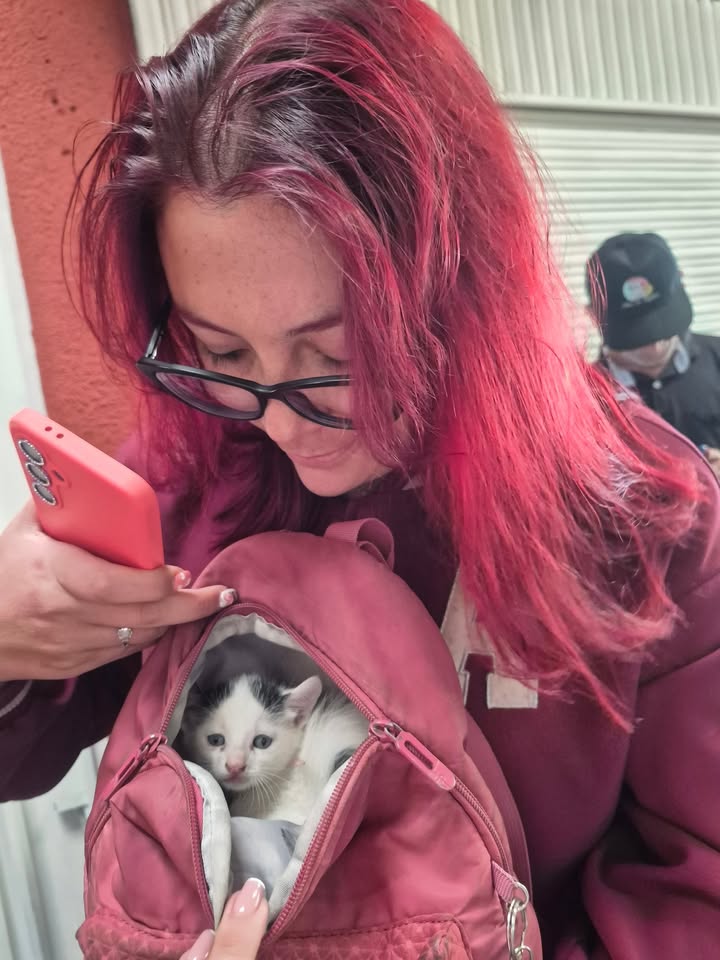Proceso de adopción responsable en Bogotá 