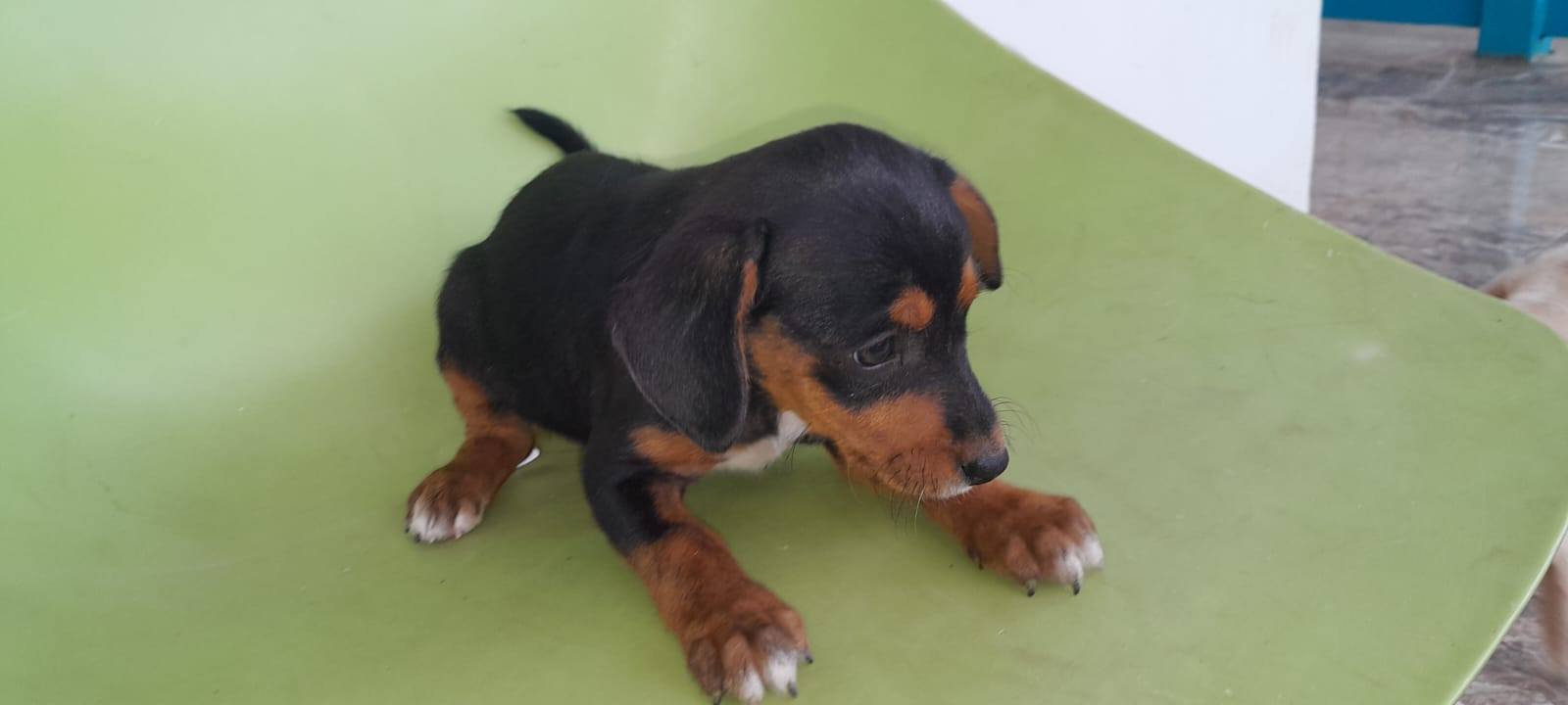 Cachorritos disponibles para adopción responsable 