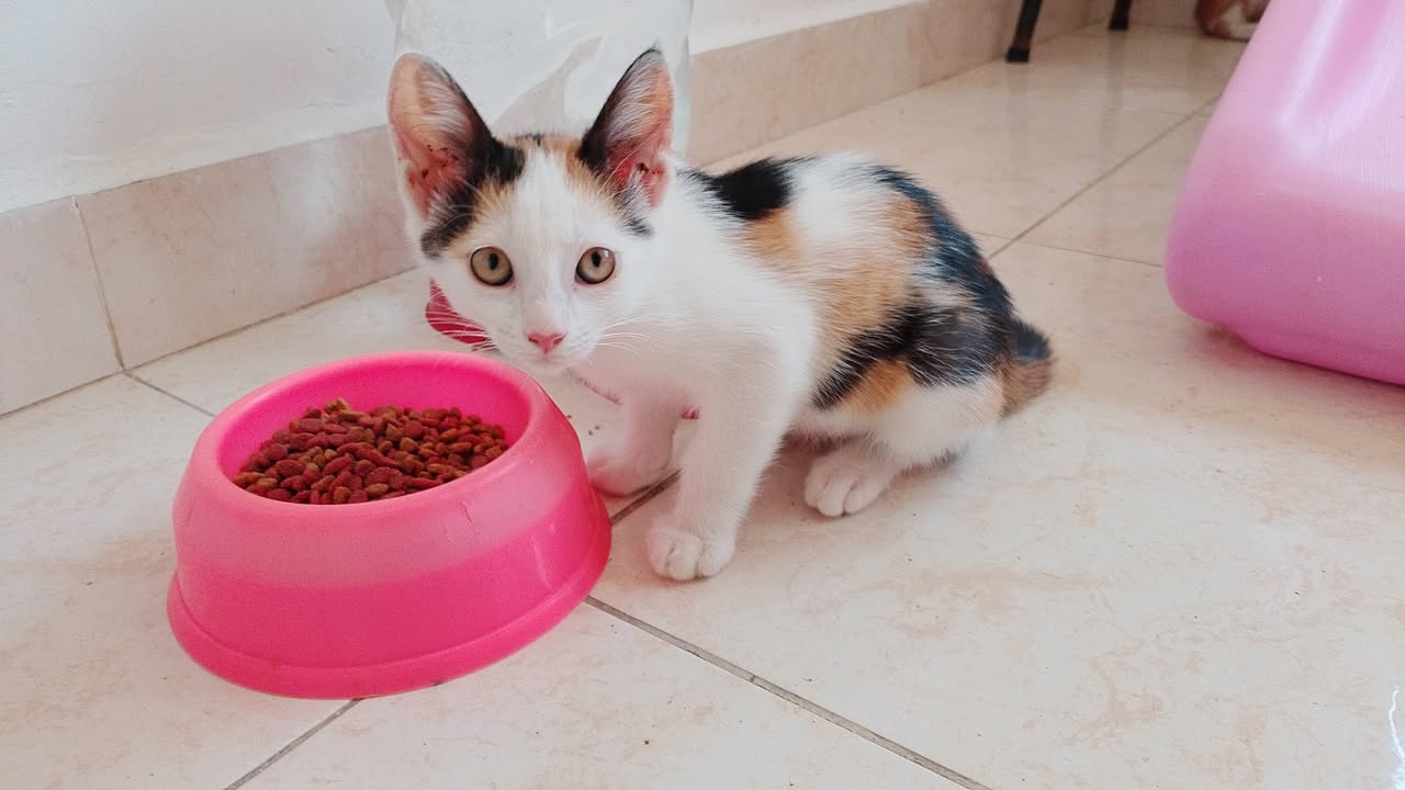 4 Gatitos tiernos en adopción en Tuluá, Valle 
