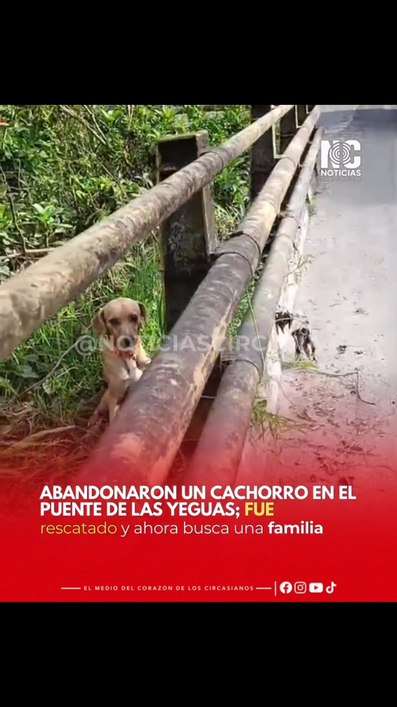 Cachorro abandonado en Circasia busca hogar de paso o familia responsable 