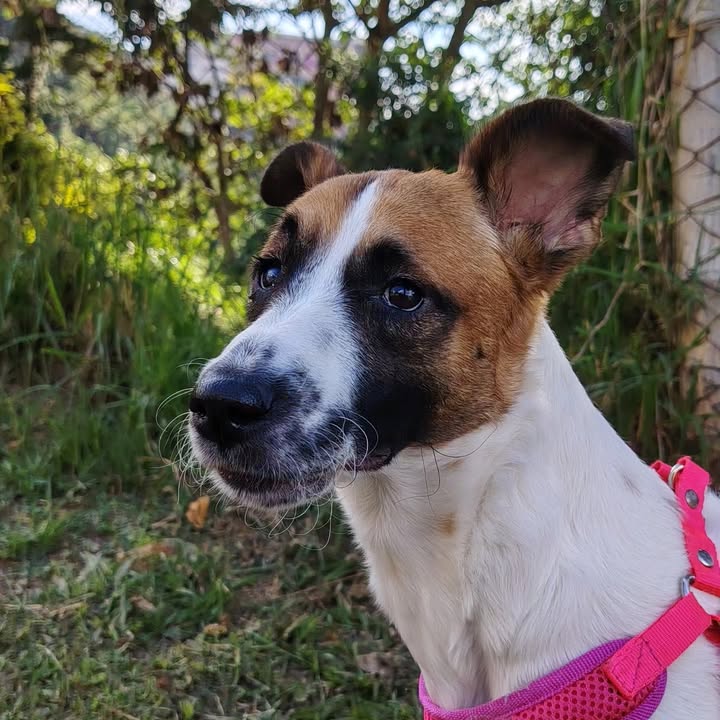 Se busca perro negro en Manizales, Caldas 