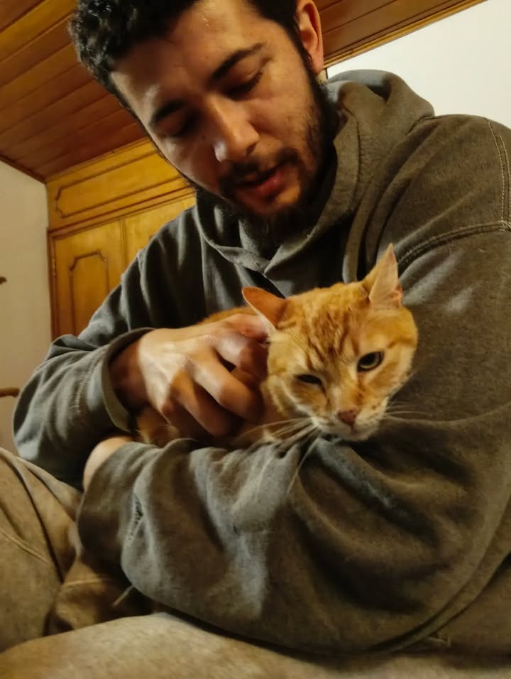 Adopción de gatita Fresita en Bogotá, Colombia 