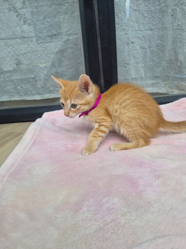 Gatito en adopción en Bogotá 