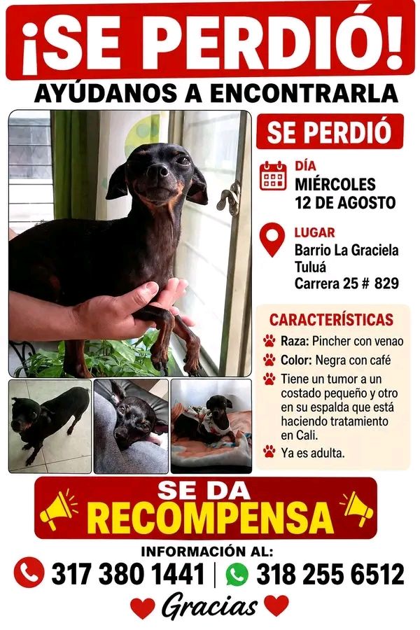 Perro raza Pincher perdido en Tuluá 