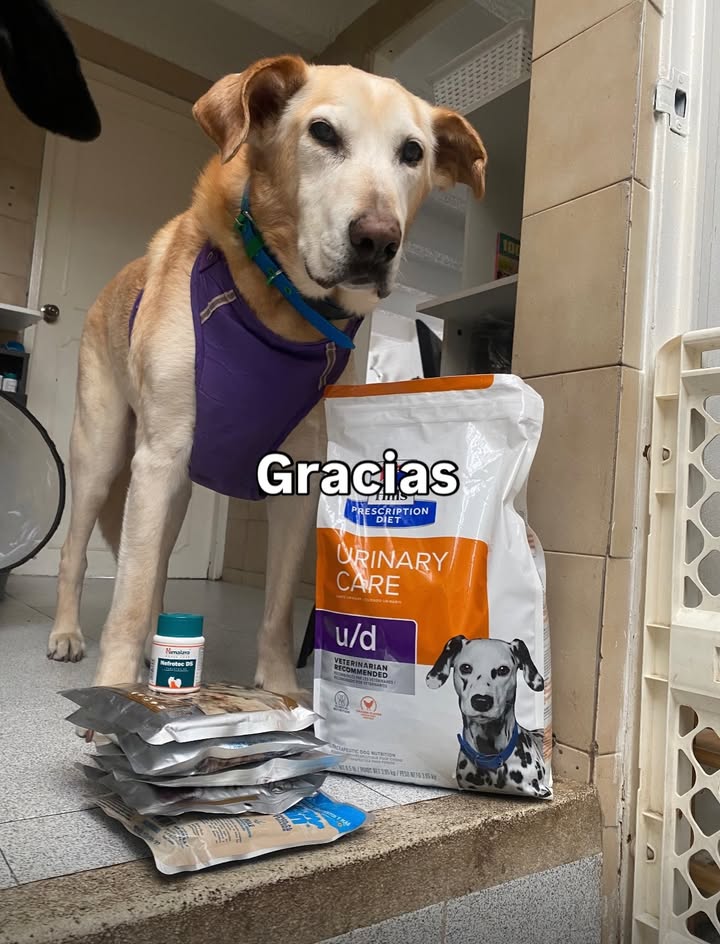 Adopta un peludito y cambia su vida 