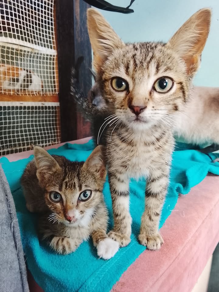 Gatitos en adopción en Neira, Caldas 