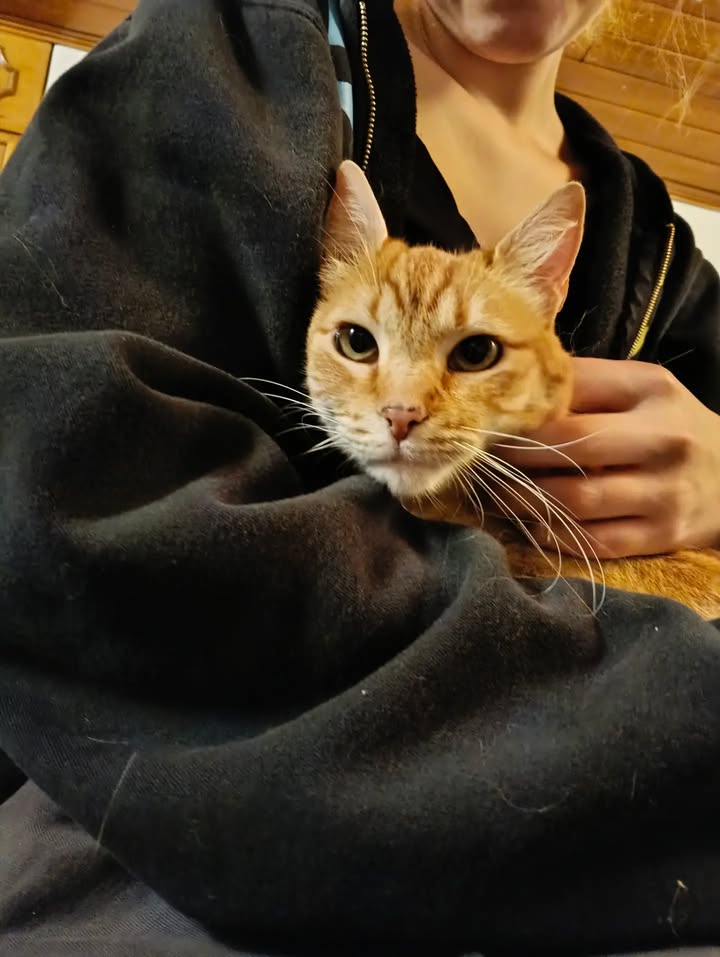 Adopción de gatita Fresita en Bogotá, Colombia 