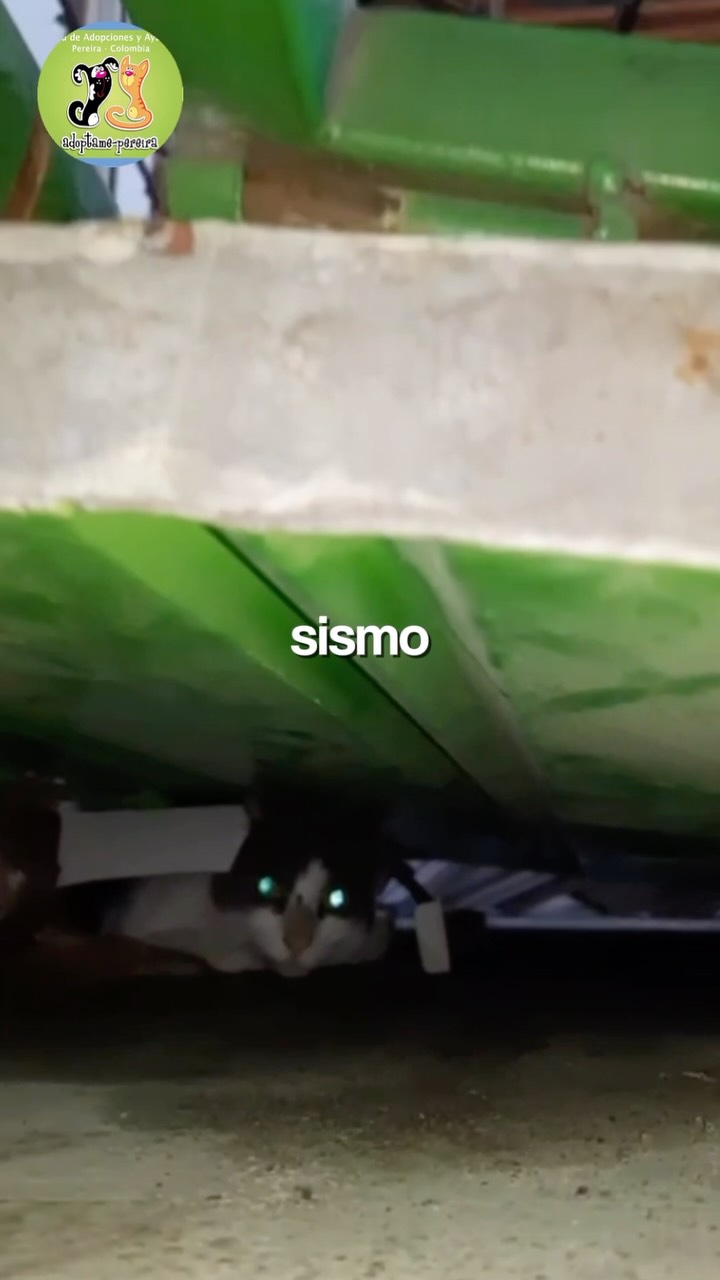 Rescate de gatito tras 39 días del sismo en Pereira 