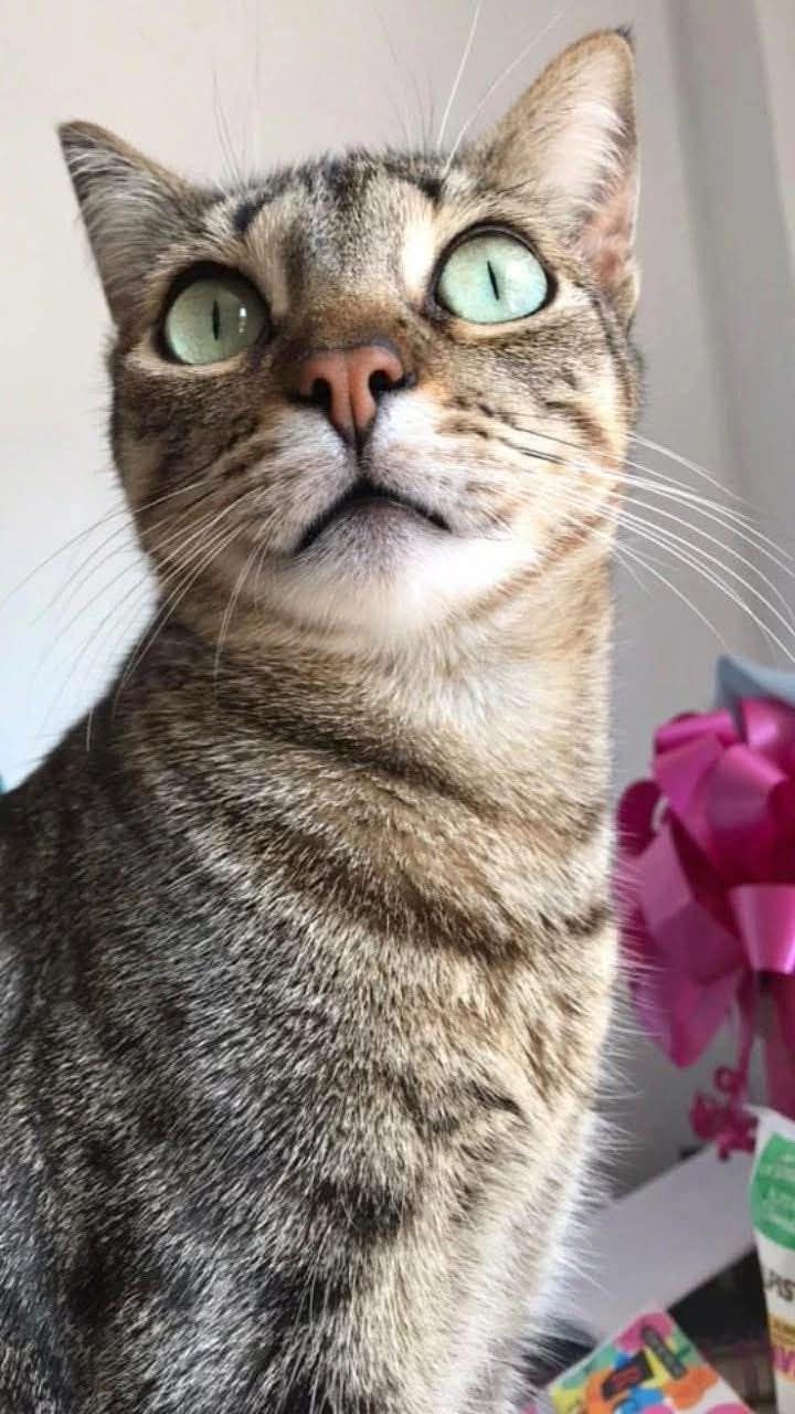 Linda Gatica busca hogar responsable y amoroso en Pereira 