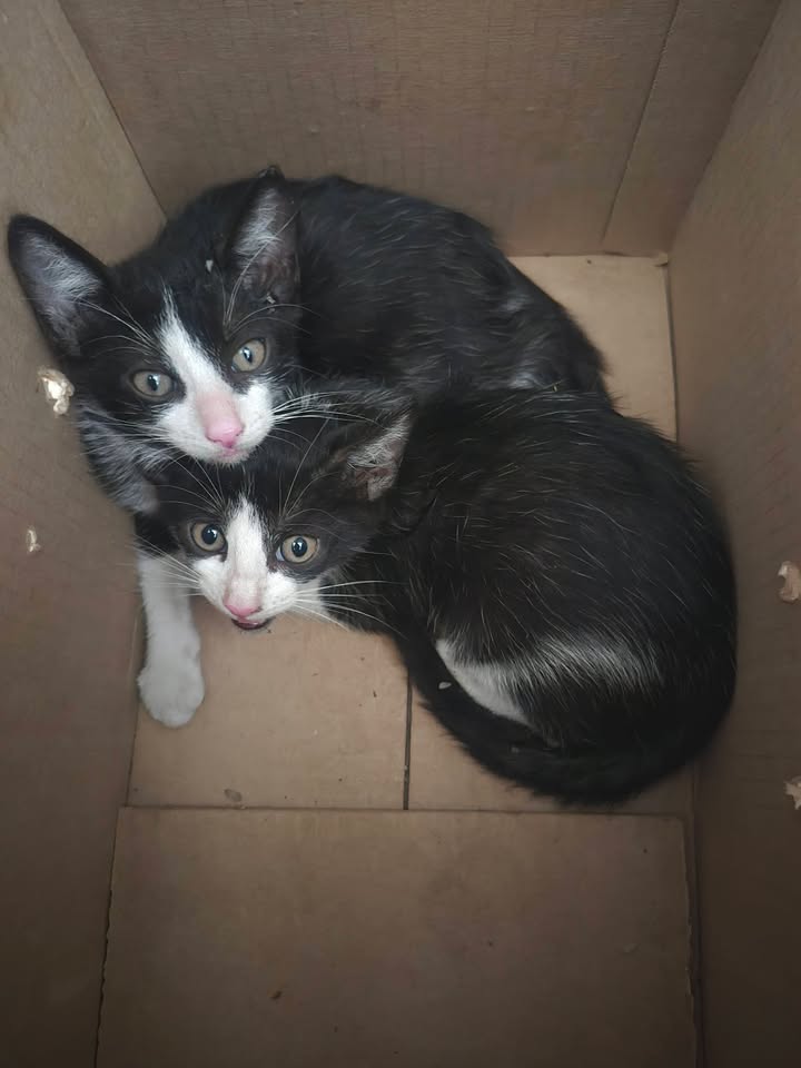 Gatito en adopción en Bogotá 