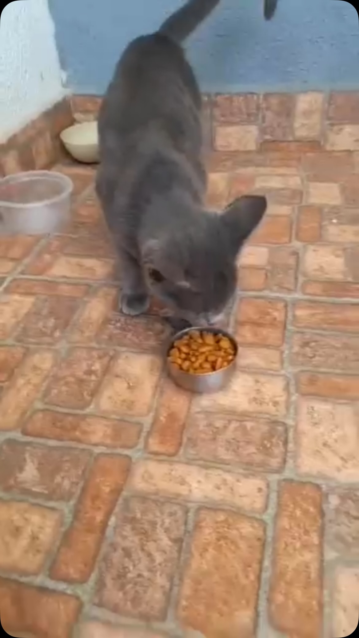 Gatito gris de 5 meses en adopción responsable en Pereira 