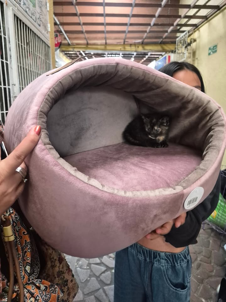 Proceso de adopción responsable en Bogotá 