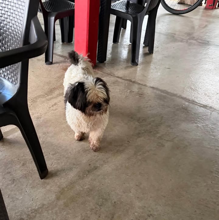 Perrito encontrado en el mirador El Aguapanelazo 