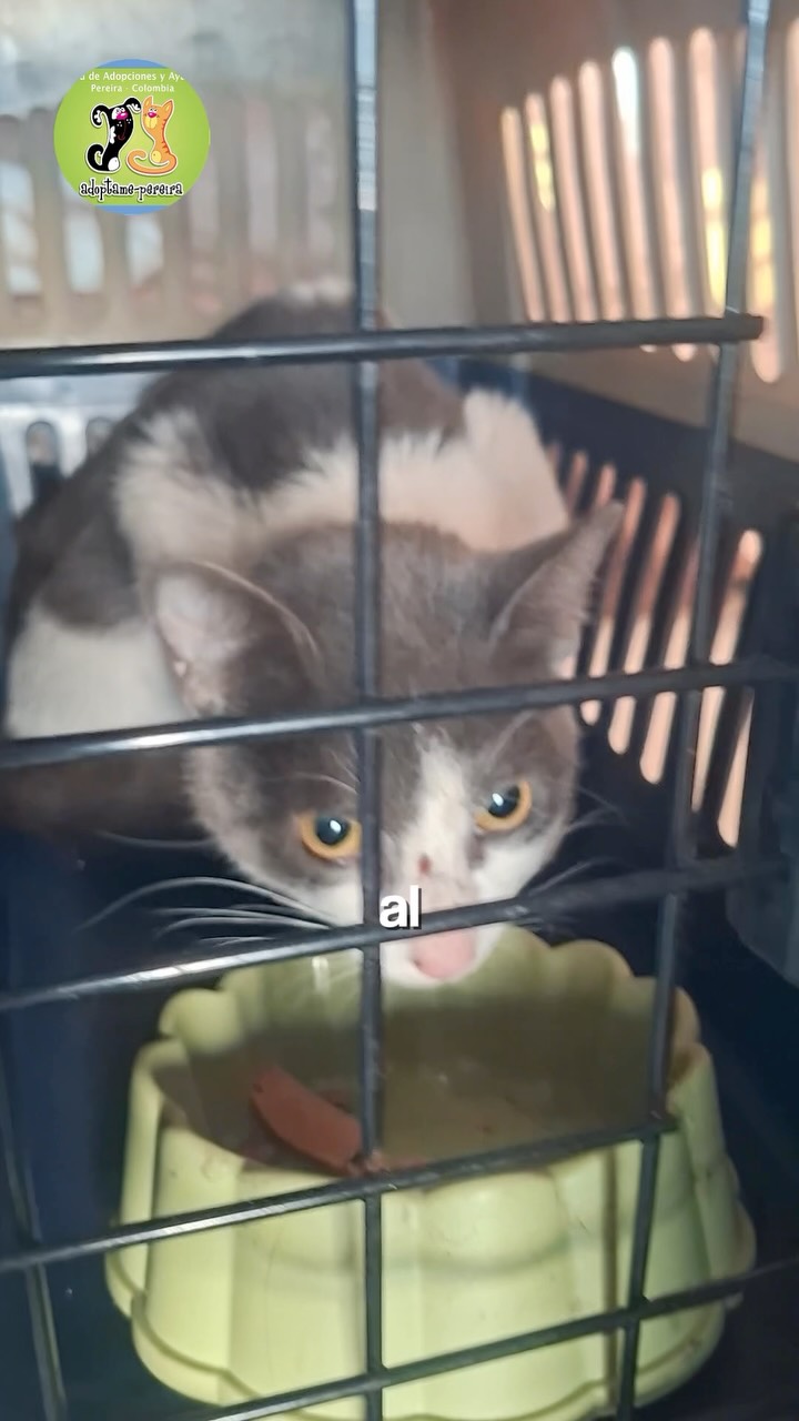 Gatito Ekko rescatado tras 39 días, necesita ayuda veterinaria en Pereira 