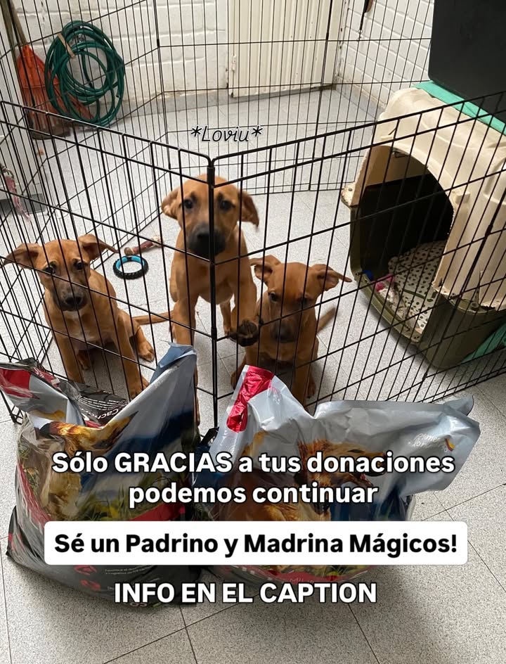 Adopta un peludito y cambia su vida 
