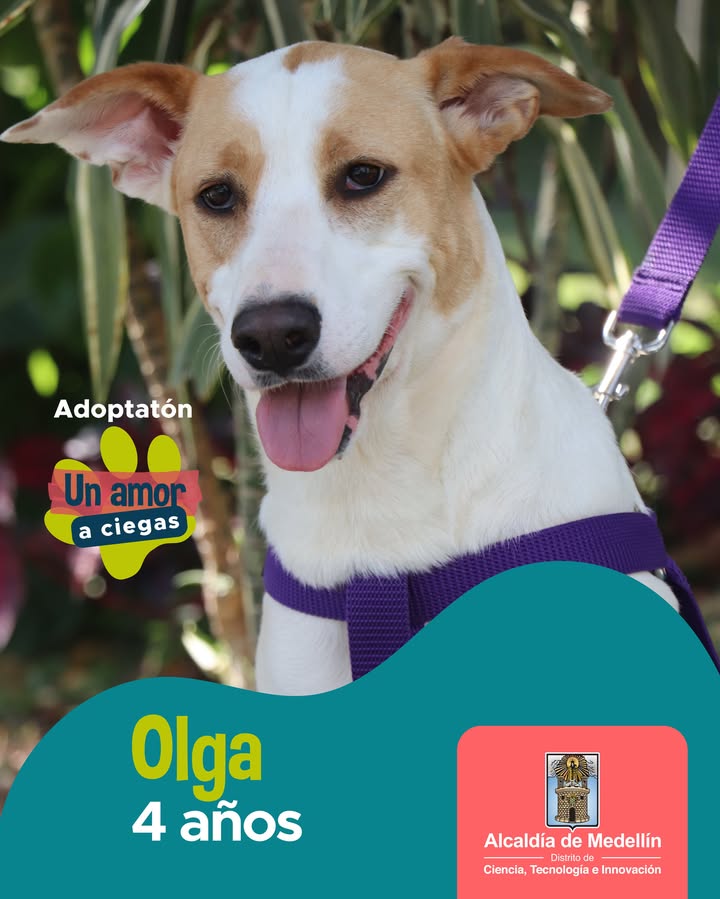 Adopta a Rosita, perra de 10 años en Medellín 