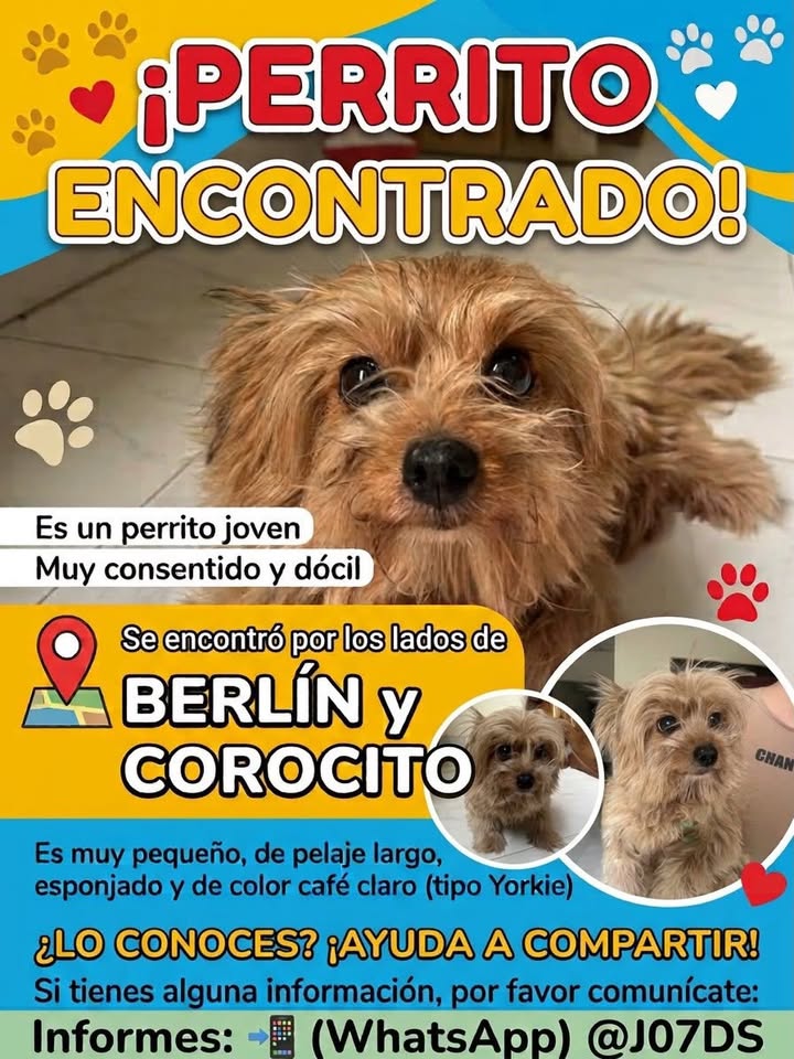 Perro encontrado en Pereira, Risaralda 