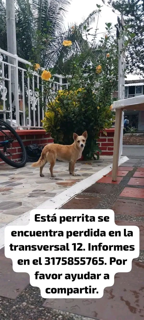 Perra perdida en Tuluá - Transversal 12 
