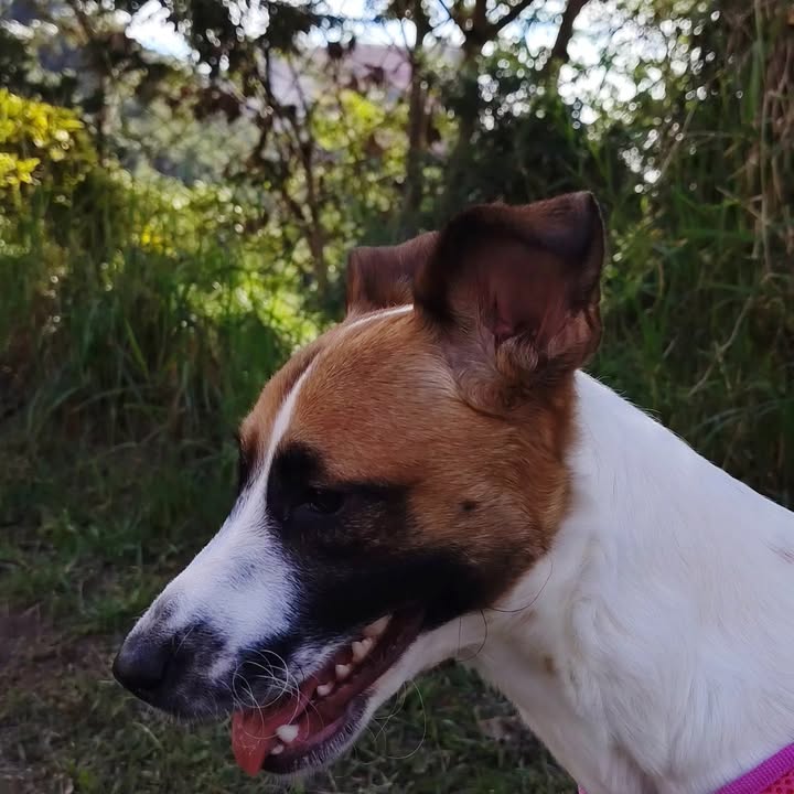 Se busca perro negro en Manizales, Caldas 