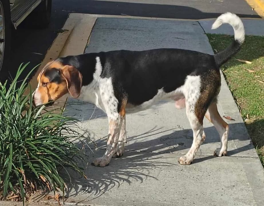 Perro encontrado en Pereira, Risaralda 