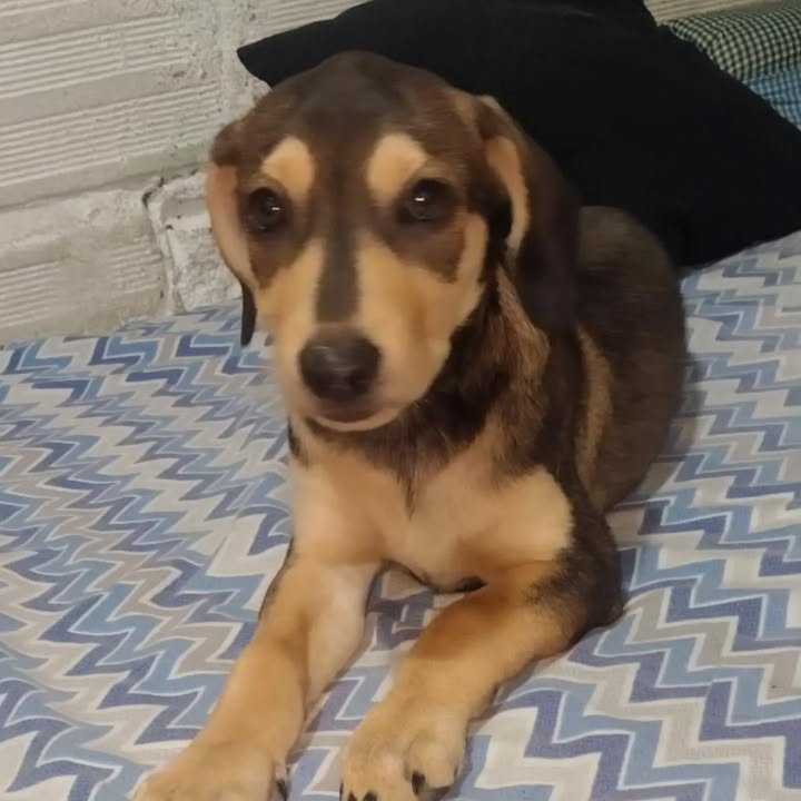 Adopción de cachorra Dona en Pereira, Risaralda 