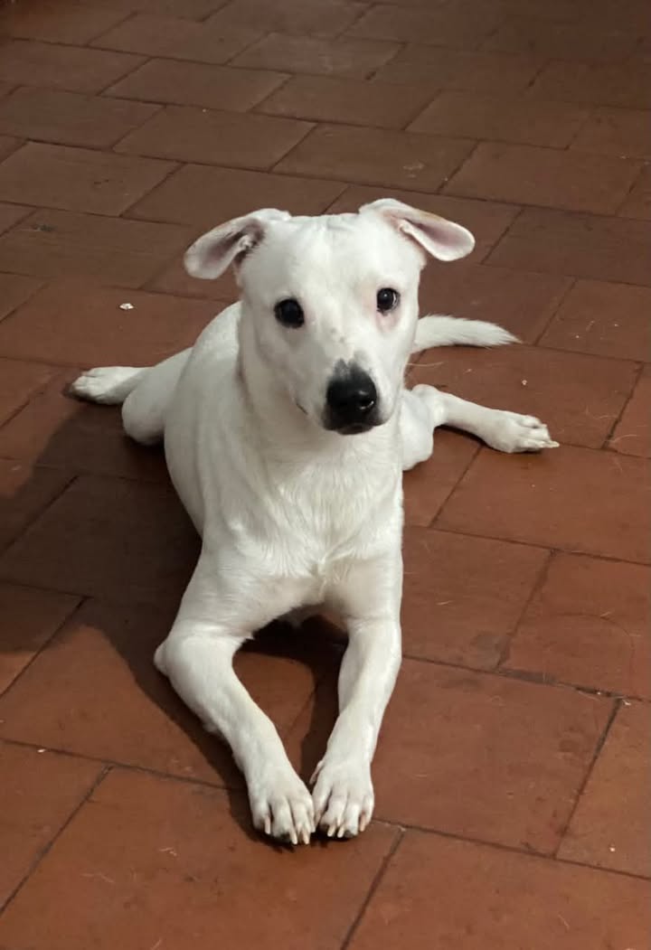 Se perdió Zeus en Tuluá, Valle - Ayuda para encontrarlo 