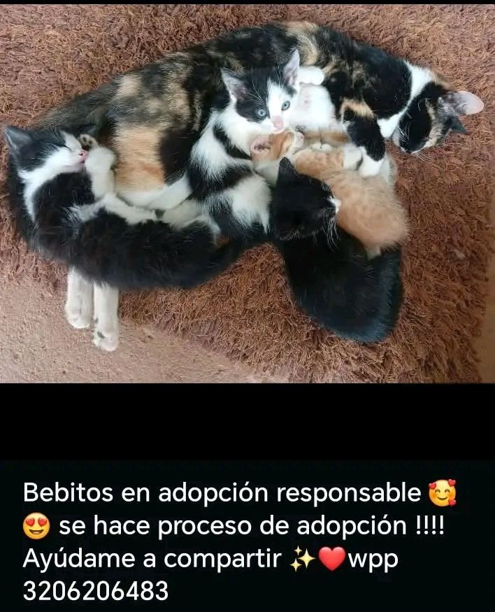Bebitos en adopción responsable en Tuluá 