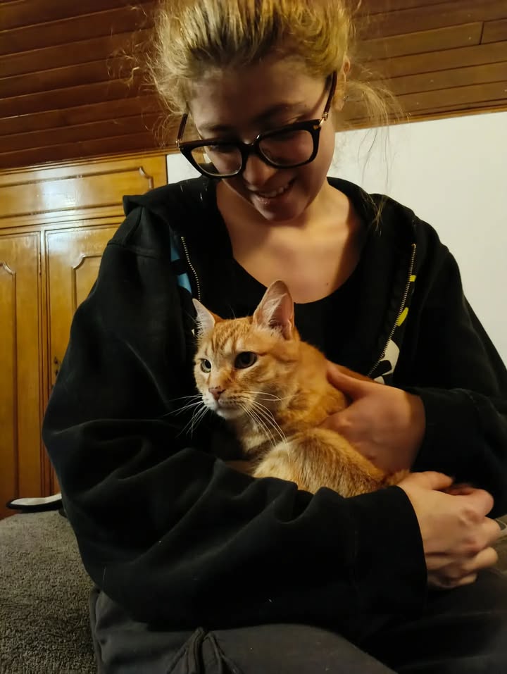 Adopción de gatita Fresita en Bogotá, Colombia 