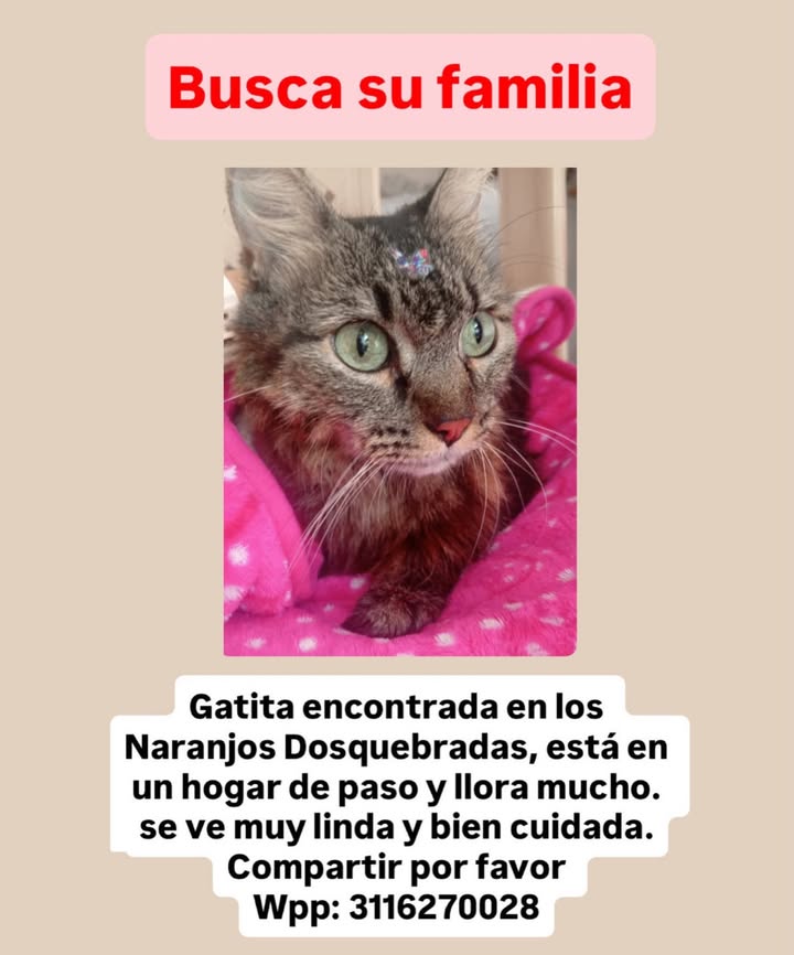 Gatita encontrada en Naranjos Dosquebradas 